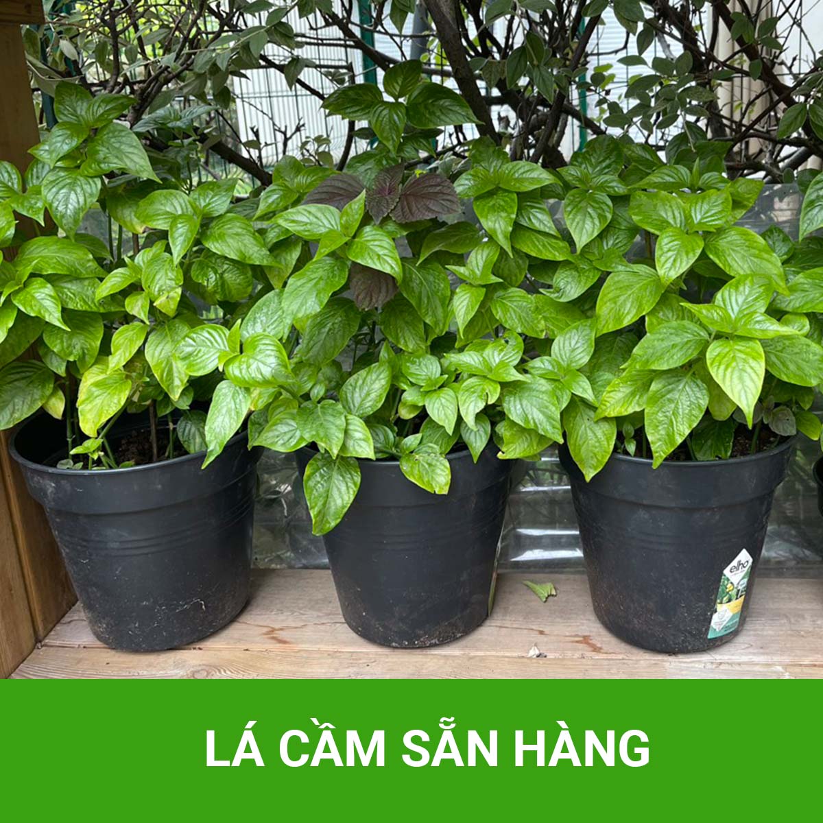 Chậu Cây Lá Cẩm - Sẵn hàng