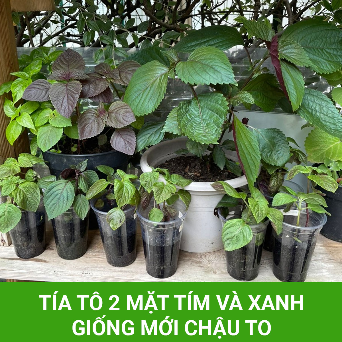 Tía tô 2 mặt tím và xanh giống mới chậu to