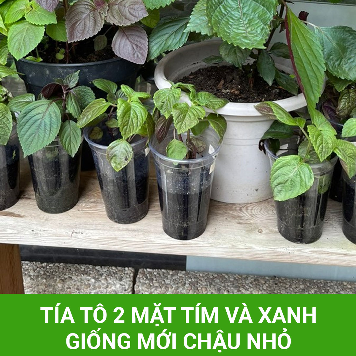 Tía tô 2 mặt tím và xanh giống mới chậu nhỏ